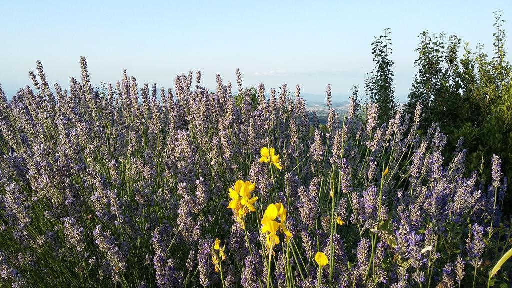 Montepulciano Stazione弗拉特里亚圣贝内代托旅馆别墅 外观 照片